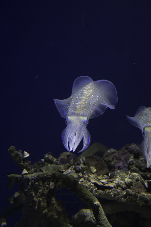 Image of bigfin reef squid