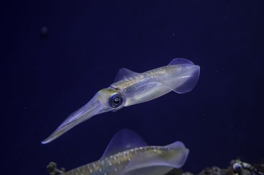 Image of bigfin reef squid