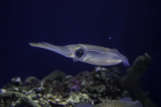 Image of bigfin reef squid