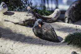 Image of Black Oystercatcher