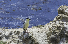 Image of Black-crowned Night Heron