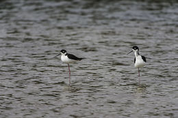 Image of Black-necked Stilt