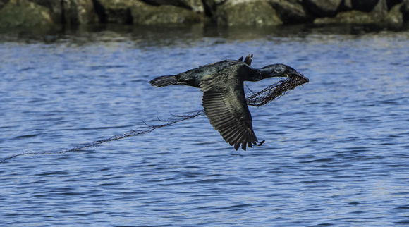 Image of Brandt's Cormorant