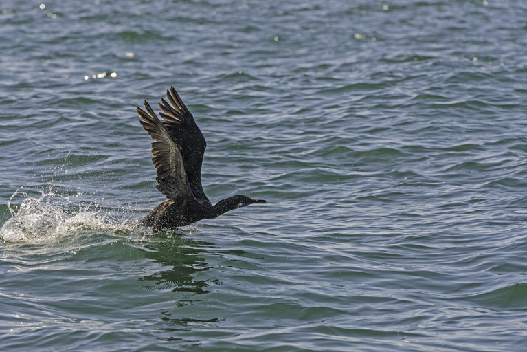 Imagem de Phalacrocorax penicillatus (Brandt & JF 1837)