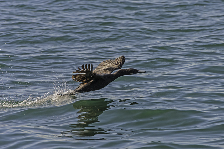 Image of Brandt's Cormorant