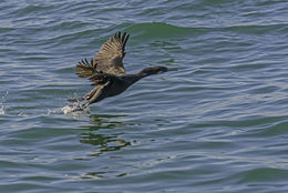 Image of Brandt's Cormorant