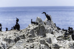 Image of Brandt's Cormorant