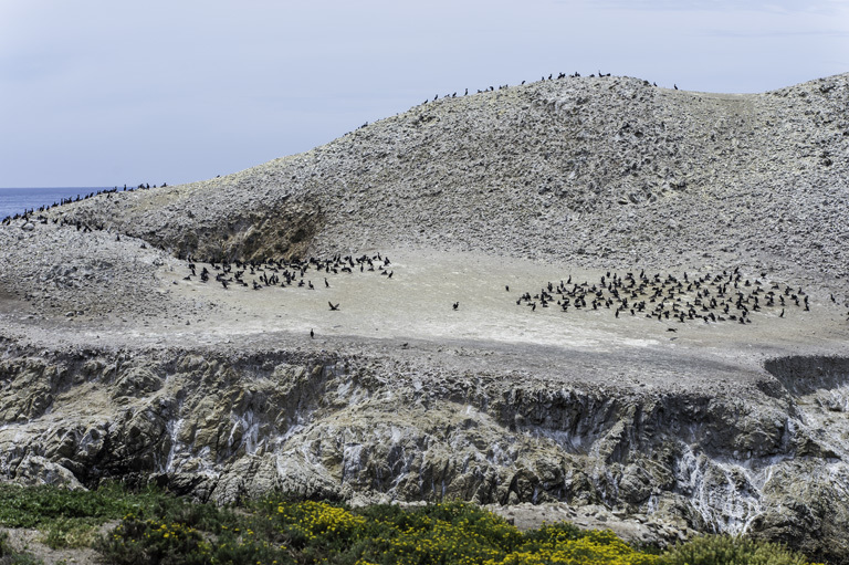 Image of Brandt's Cormorant