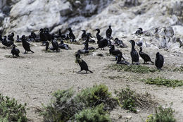 Image of Brandt's Cormorant