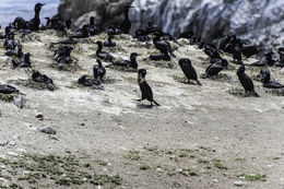 Image of Brandt's Cormorant