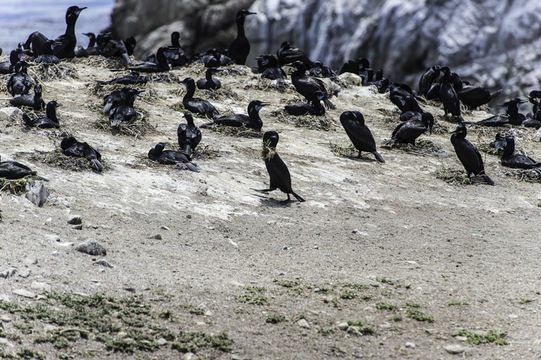 Phalacrocorax penicillatus (Brandt & JF 1837) resmi