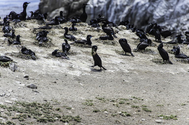 Imagem de Phalacrocorax penicillatus (Brandt & JF 1837)