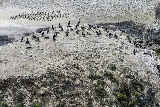 Phalacrocorax penicillatus (Brandt & JF 1837) resmi