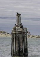 Image of Brandt's Cormorant