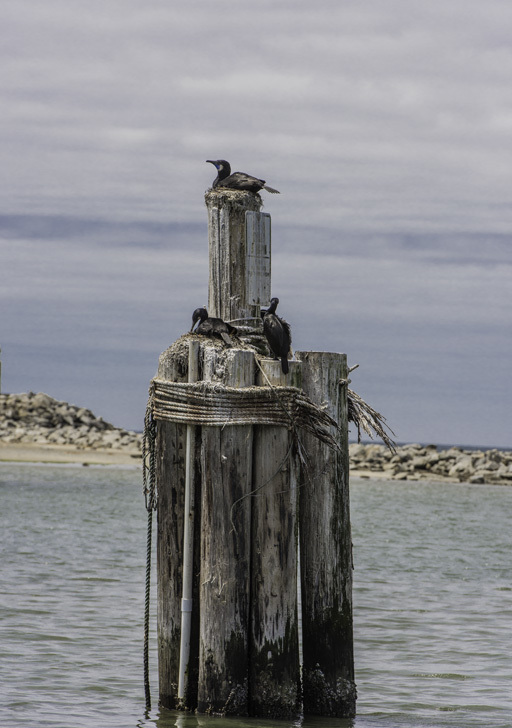 Imagem de Phalacrocorax penicillatus (Brandt & JF 1837)