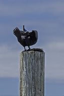 Image of Brandt's Cormorant