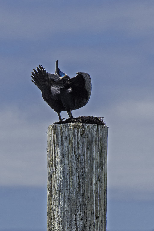 Image of Brandt's Cormorant