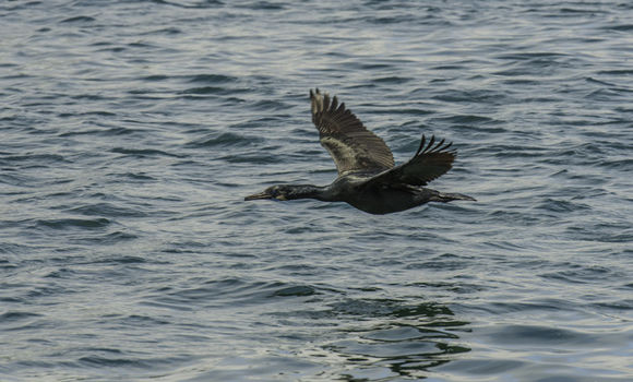 Image of Brandt's Cormorant