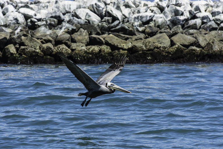 Image of Brown Pelican