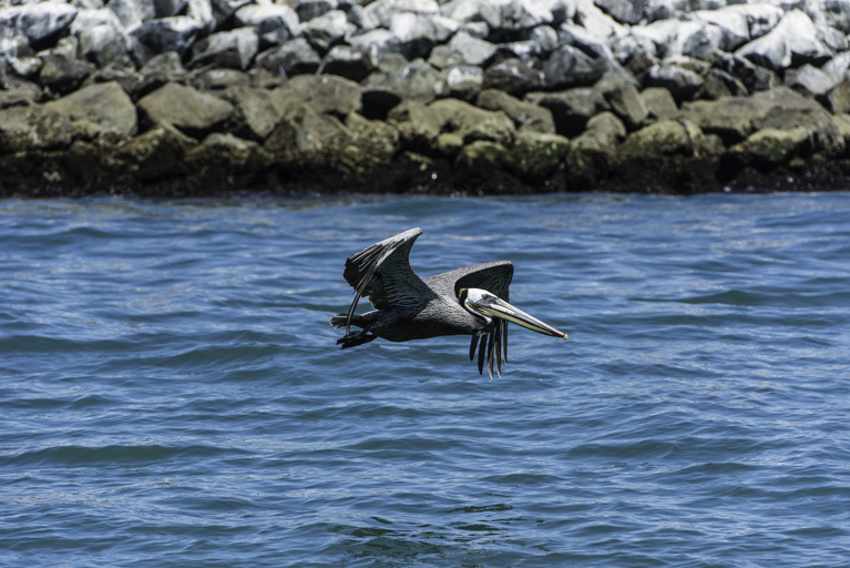 Image of Brown Pelican