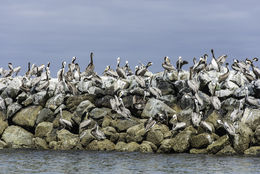 Image of Brown Pelican