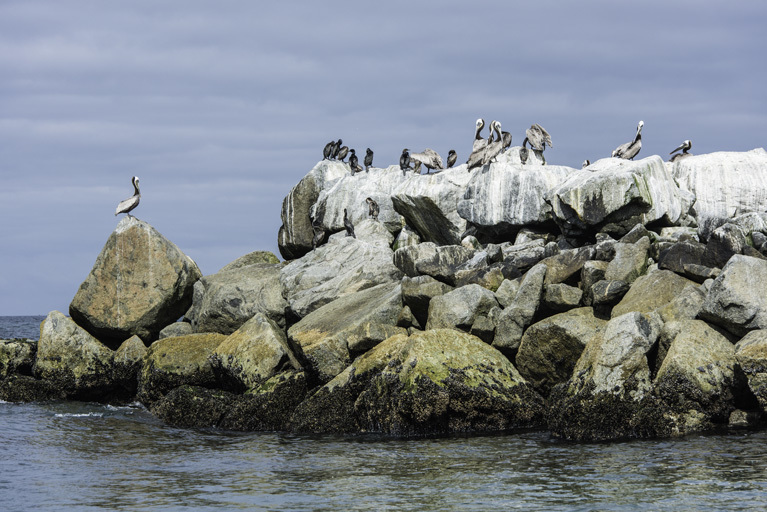 Image of Brown Pelican