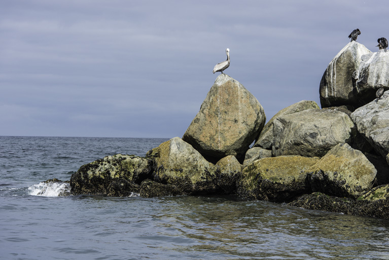 Image of Brown Pelican