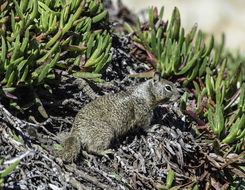 Image of California ground squirrel