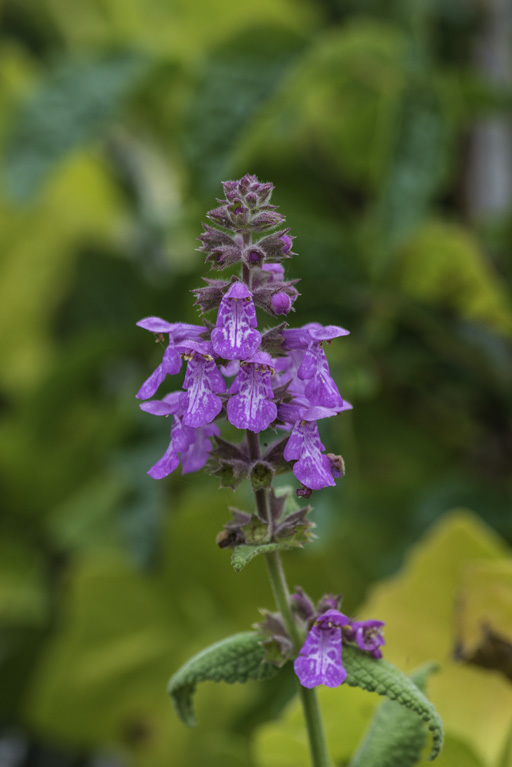 Stachys bullata Benth. resmi