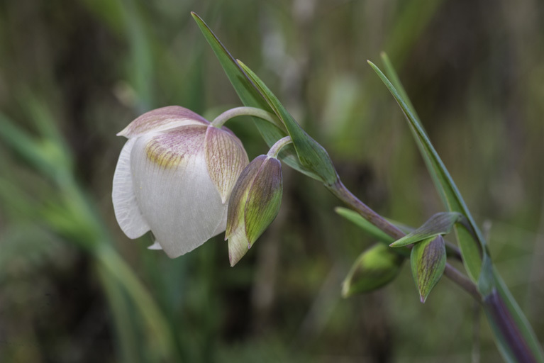 Image of White fairy-lantern