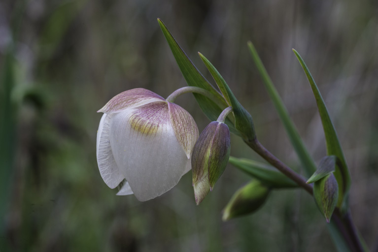 Image of White fairy-lantern