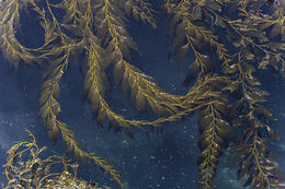 Image of Giant kelp