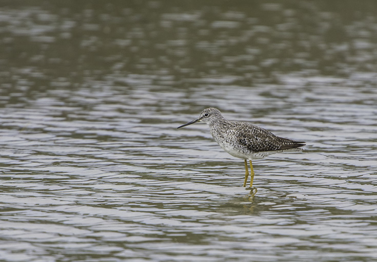 Image of Greater Yellowlegs