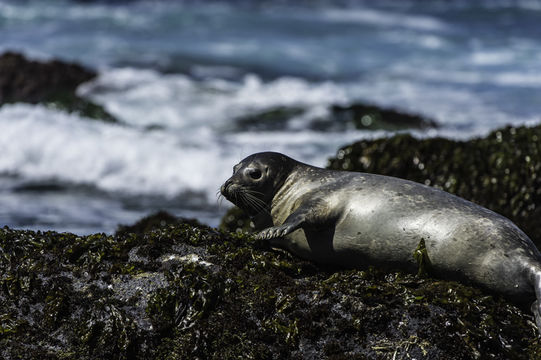 Image of common seal, harbour seal