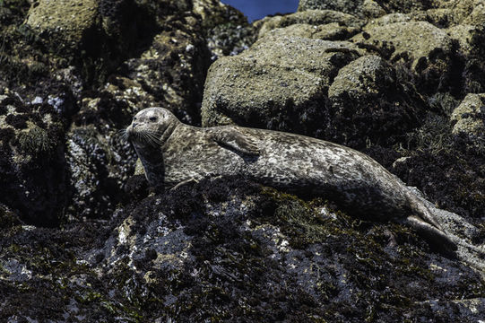 Image of common seal, harbour seal