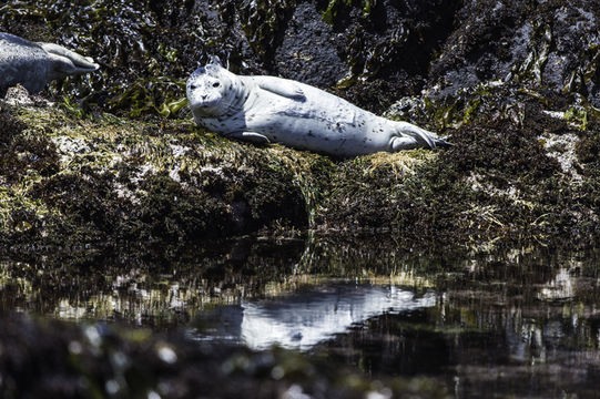 Image of common seal, harbour seal