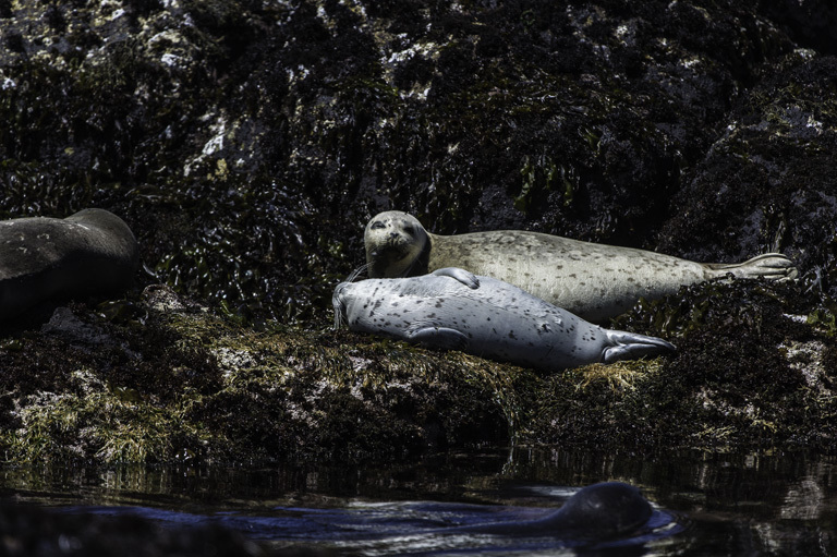 Image of common seal, harbour seal