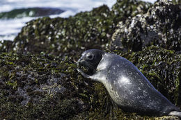 Image of common seal, harbour seal