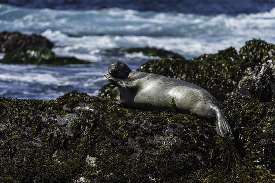 Image of common seal, harbour seal