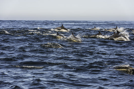 Image of Long-beaked Common Dolphin -- Longbeaked Common Dolphin