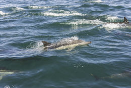 Image of Long-beaked Common Dolphin -- Longbeaked Common Dolphin