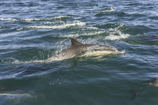 <i>Delphinus capensis</i> resmi