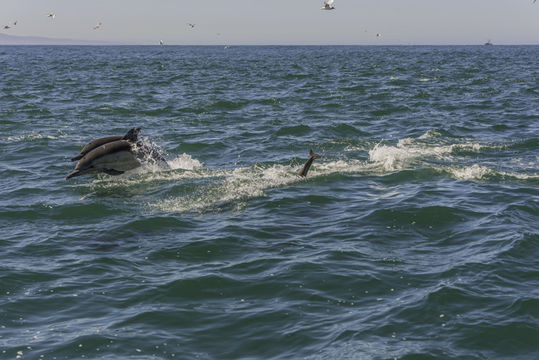 Image of Long-beaked Common Dolphin -- Longbeaked Common Dolphin