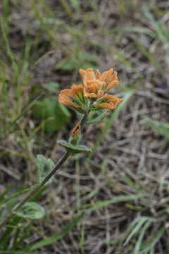 Слика од Castilleja latifolia Hook. & Arn.