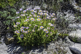 Слика од Erigeron glaucus Ker-Gawl.