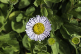 Слика од Erigeron glaucus Ker-Gawl.