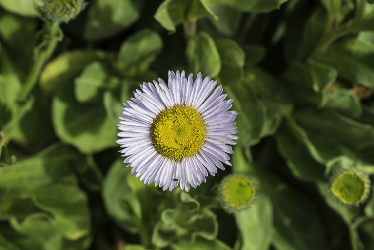 Слика од Erigeron glaucus Ker-Gawl.