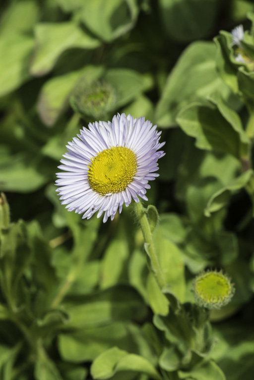 Слика од Erigeron glaucus Ker-Gawl.