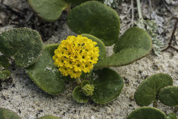 Image of coastal sand verbena