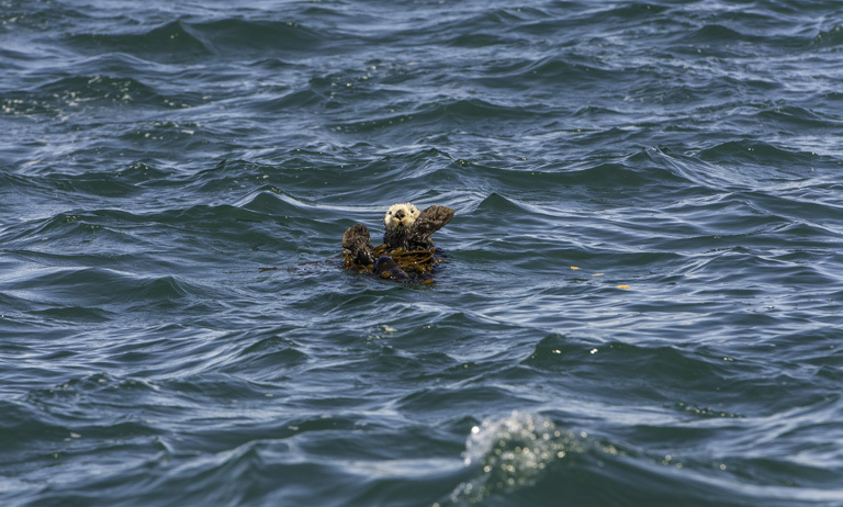 Image of Sea Otter